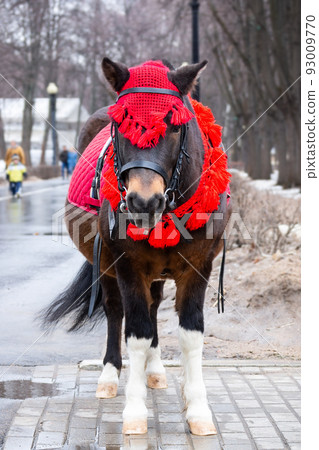 pony in winter Park 93009770