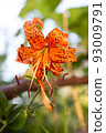 A wild lily flower growing on a branch 93009791