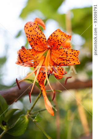 A wild lily flower growing on a branch 93009791