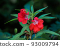 Small red flowers grow on a green stem 93009794
