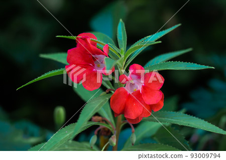 Small red flowers grow on a green stem Small red flowers grow on a green stem 93009794