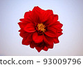 A large red flower on a white background 93009796