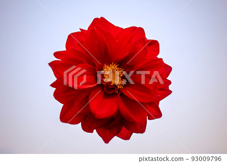 A large red flower on a white background A large red flower on a white background 93009796
