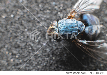 Shiny fly on uneven background. Macro shooting in the studio Shiny fly on uneven background. Macro shooting in the studio 93010398