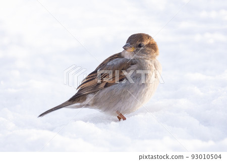 Sparrow snow winter Sparrow snow winter 93010504
