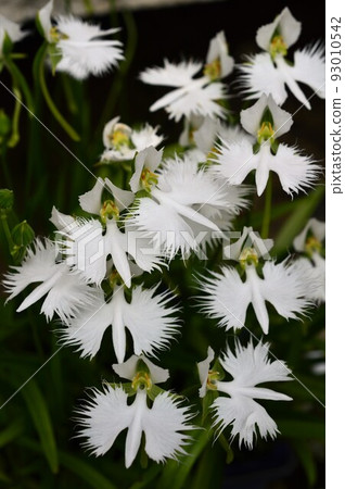 白鷺舞Sagisou(鷺草) 白鷺舞Sagisou(鷺草) 93010542