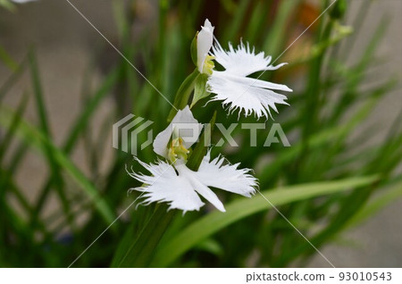 白鷺舞Sagisou（鷺草） 93010543