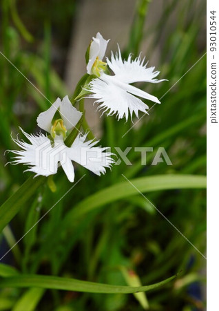 白鷺舞Sagisou（鷺草） 93010544