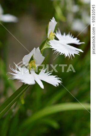 白鷺舞Sagisou（鷺草） 93010545