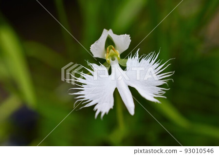 白鷺舞Sagisou（鷺草） 93010546