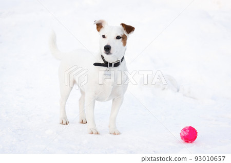 Jack Russell Terrier Jack Russell Terrier 93010657