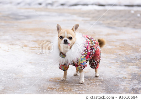 Chihuahua suit in winter 93010684