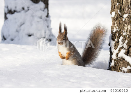 squirrel snow winter squirrel snow winter 93010910