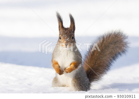 squirrel snow winter squirrel snow winter 93010911