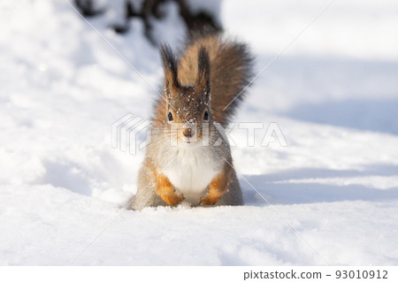 squirrel snow winter squirrel snow winter 93010912