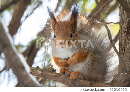 squirrel snow winter squirrel snow winter 93010913
