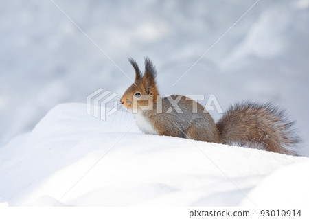 squirrel snow winter squirrel snow winter 93010914