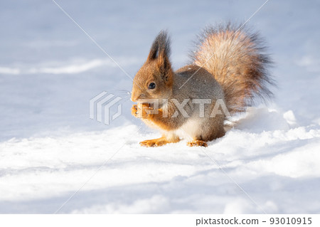 squirrel snow winter squirrel snow winter 93010915