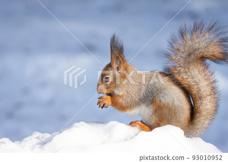 squirrel snow winter squirrel snow winter 93010952