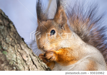 Squirrel tree in winter Squirrel tree in winter 93010962