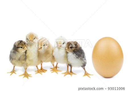chicken egg on white background 93011006