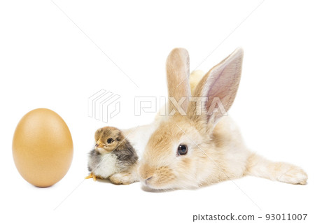 rabbit chicken egg white background 93011007