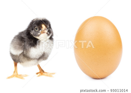 chicken egg on white background chicken egg on white background 93011014