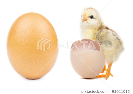 chicken egg on white background 93011015