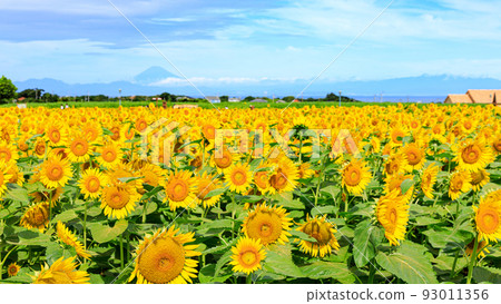 Sunflower of Soleil's hill Sunflower of Soleil's hill 93011356