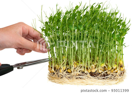 The girl cuts the sprouts of pea microgreens.. The concept of healthy eating and organic food The girl cuts the sprouts of pea microgreens.. The concept of healthy eating and organic food 93011399