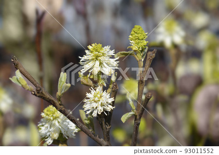 Mountain witch alder 93011552