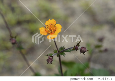 Avens Carlskaer Avens Carlskaer 93011595
