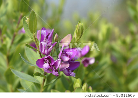 Myrtle-leaf milkwort 93011609