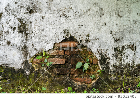 Aged brick wall with cracked plaster Abstract old dirty dark mossy plaster cement concrete wall,Small tree-during the growth on cement wall texture copy space background, vintage style Aged brick wall with cracked plaster Abstract old dirty dark mossy plaster cement concrete wall,Small tree-during the growth on cement wall texture copy space background, vintage style 93012405