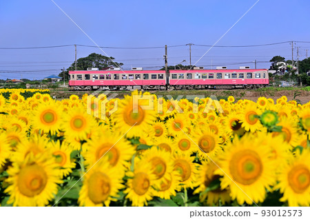 Sunflower field in full bloom and Choshi Electric Railway 93012573