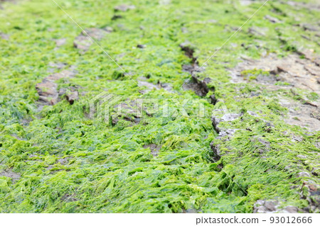 Magang Fishing Port Intertidal Zone Gongliao New Taipei Taiwan 93012666