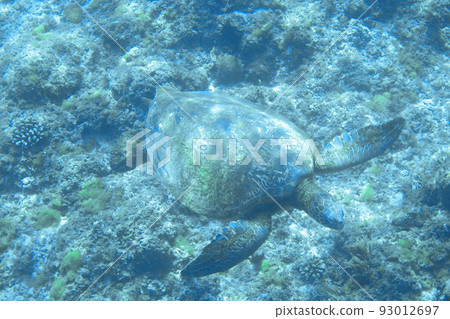 green loggerhead turtle 93012697