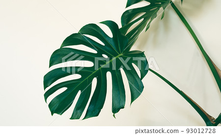 Leaves of Swiss cheese plant or Monstera deliciosa on the light background close-up Leaves of Swiss cheese plant or Monstera deliciosa on the light background close-up 93012728