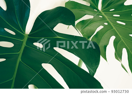 Beautiful leaves of Monstera deliciosa or Swiss cheese plant close-up as tropical leaves background Beautiful leaves of Monstera deliciosa or Swiss cheese plant close-up as tropical leaves background 93012730