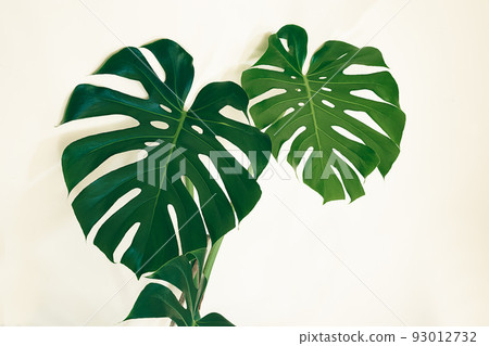 Leaves of Swiss cheese plant or Monstera deliciosa or close-up on the light background Leaves of Swiss cheese plant or Monstera deliciosa or close-up on the light background 93012732