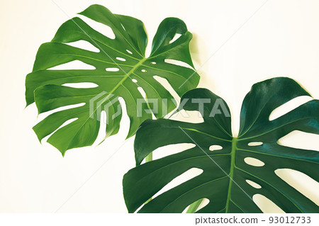 Leaves of Monstera deliciosa or Swiss cheese plant close-up on the light background Leaves of Monstera deliciosa or Swiss cheese plant close-up on the light background 93012733
