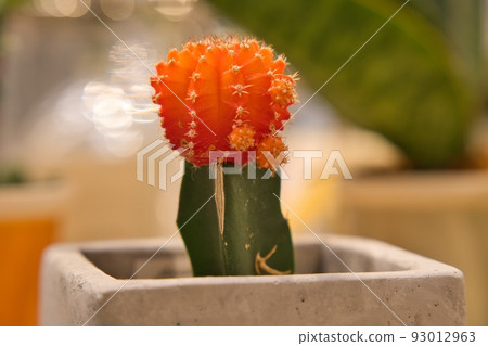 Cactus 93012963