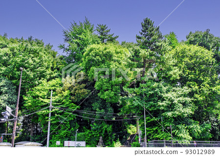 東京代代木八幡宮 93012989