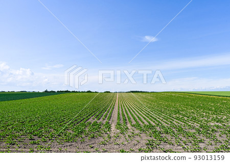 Furano fields and scenery in June 93013159