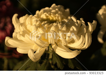 White chrysanthemum 93013323