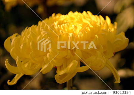 黃色菊花花 黃色菊花花 93013324