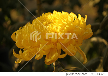 Yellow chrysanthemum flower Yellow chrysanthemum flower 93013326