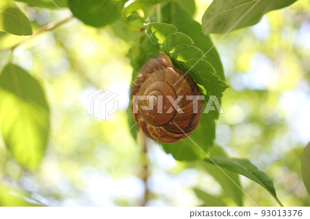 Snail Denden insect 93013376