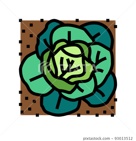 plant cabbage growing on farmland color icon vector illustration plant cabbage growing on farmland color icon vector illustration 93013512