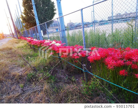 沿著學校圍欄的紅白相間的孤挺花叢生。圍牆外的校園。長路 沿著學校圍欄的紅白相間的孤挺花叢生。圍牆外的校園。長路 93013701